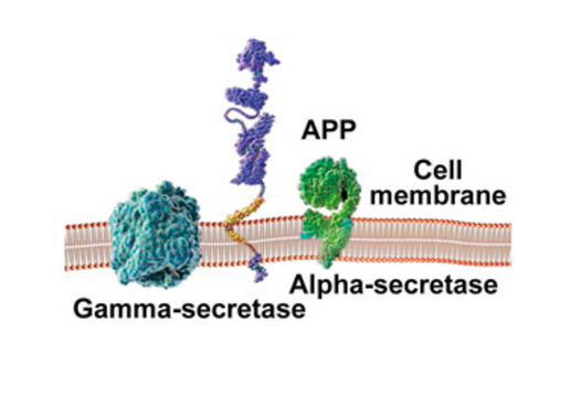 Placering af APP i cellemembranen før spaltning 