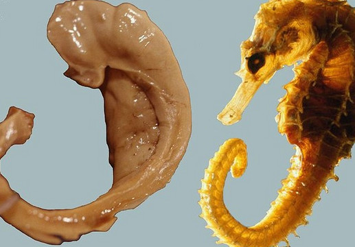 Hippocampus sammenlignet med søhest